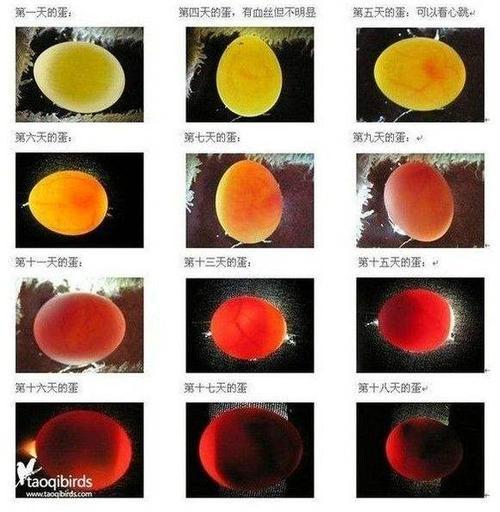 爱孵化 | 存蛋天数与孵化率下降之间的关系(孵化种蛋孵化率天数储存) 脚本文章 爱孵化 | 存蛋天数与孵化率下降之间的关系(孵化种蛋孵化率天数储存) 爱孵化 | 存蛋天数与孵化率下降之间的关系(孵化种蛋孵化率天数储存) 脚本文章
