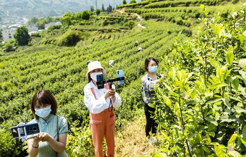 黄山」凌云：全力做好春茶生产工作！我市首推供应商资格“信用承诺制”(春茶早安我市首推承诺) 黄山」凌云：全力做好春茶生产工作！我市首推供应商资格“信用承诺制”(春茶早安我市首推承诺) 软件开发